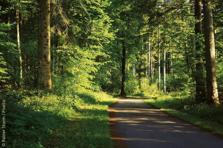 Die bayerische Forstwirtschaft ist Spitzenreiter „Im Holz liegt die Zukunft“