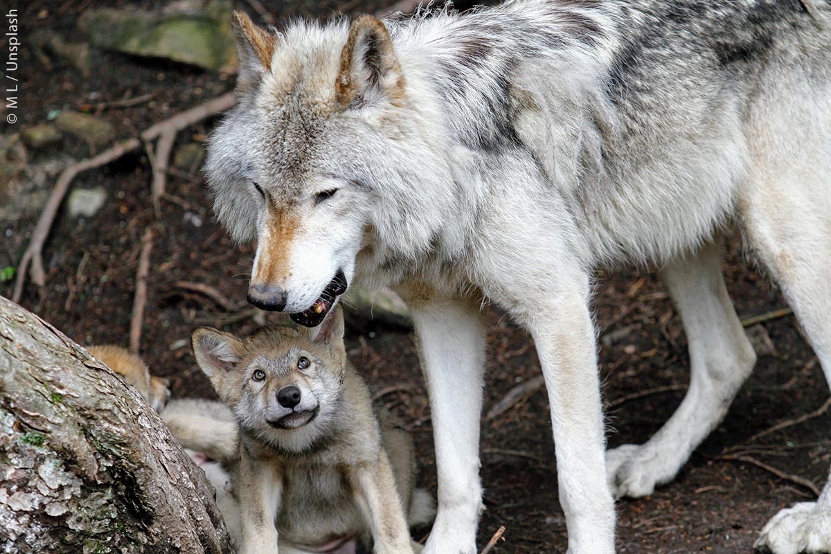 Fähe mit Jungtier: Die Population der Wölfe hat in den letzten Jahren stark zugenommen.
