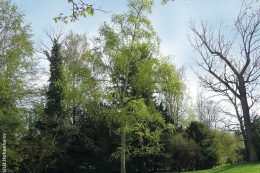Die Simons Pappel zeigt im Frühjahr als erster Baum ihr zartes Grün.
