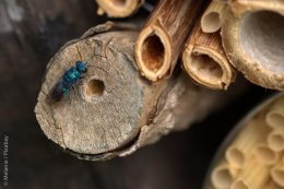 Und kaum sorgen ein paar solitär lebende Wildbienen oder Wespen in den Nisthilfen für Nachwuchs, nutzen das parasitär lebende Arten (wie zum Beispiel die Gemeine Goldwespe) aus und legen ein eigenes Ei mit in die fremde Höhle.