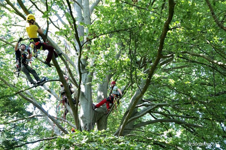 Grundlagen im Baumklettern und Rettung, man sieht mehrere Personen in einem Baum die klettern mit Absicherungsseilen.