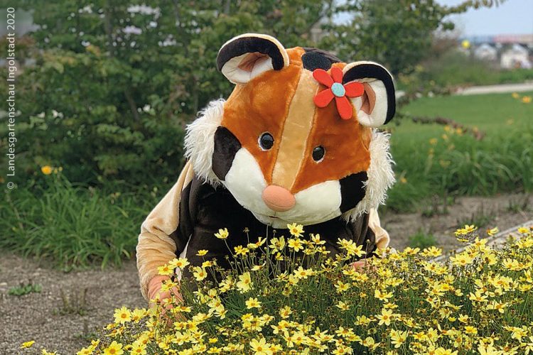 Der Feldhamster Fips ist das Maskottchen der Landesgartenschau Ingolstadt, das die Blütenpracht im Nordwesten von Ingolstadt präsentieren wird.