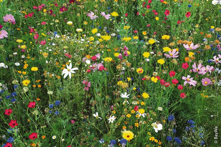 BayWa vertreibt Sir-Graham-Produkte: Das Blumenparadies – nach der Rezeptur der artenreichen Veitshöchheimer Sommerblumenmischungen – setzt farbenfrohe Akzente.