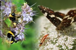 Eine der wichtigsten Aufgaben weltweit ist es, die Artenvielfalt zu erhalten, auch die bei Insekten und Wildblumenpflanzen. Baden-Württemberg hat jene Gemeinden und Städte in seinem Bundesland ausgezeichnet, die besonders viel für den regionalen Artenschutz tun.