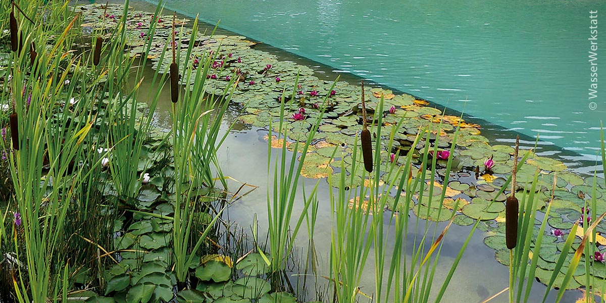 Am Rand des Schwimmbeckens filtern und reinigen Wasserpflanzen und blühende Seerosen das Wasser im neuen Naturbad von Münchsteinach auf natürliche Weise. Chlor ist deshalb nicht mehr nötig.