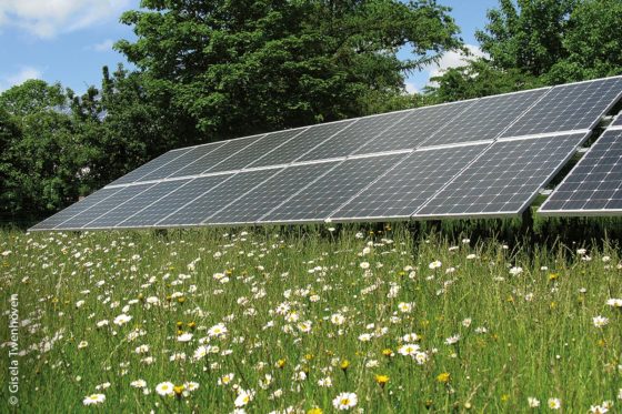 Blühende Solarparks für den Artenschutz: Hierbei ist es sinnvoll und vor allem wichtig, auf sonst nicht genutzten Flächen möglichst auf Zuchtsorten zu verzichten und stattdessen lieber gebietsheimische Wildblumen und Wildgräser anzupflanzen.
