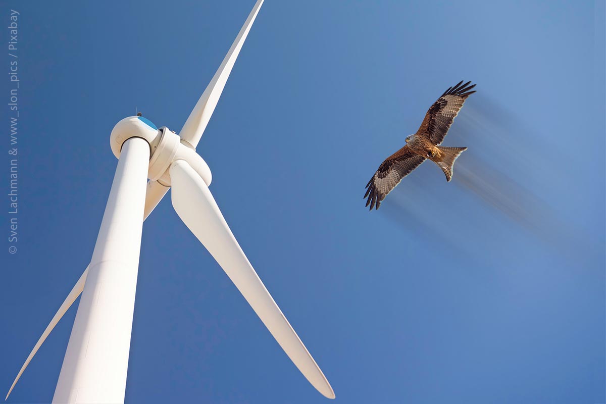 Rotmilan fliegt nahe einer Windkraftanlage