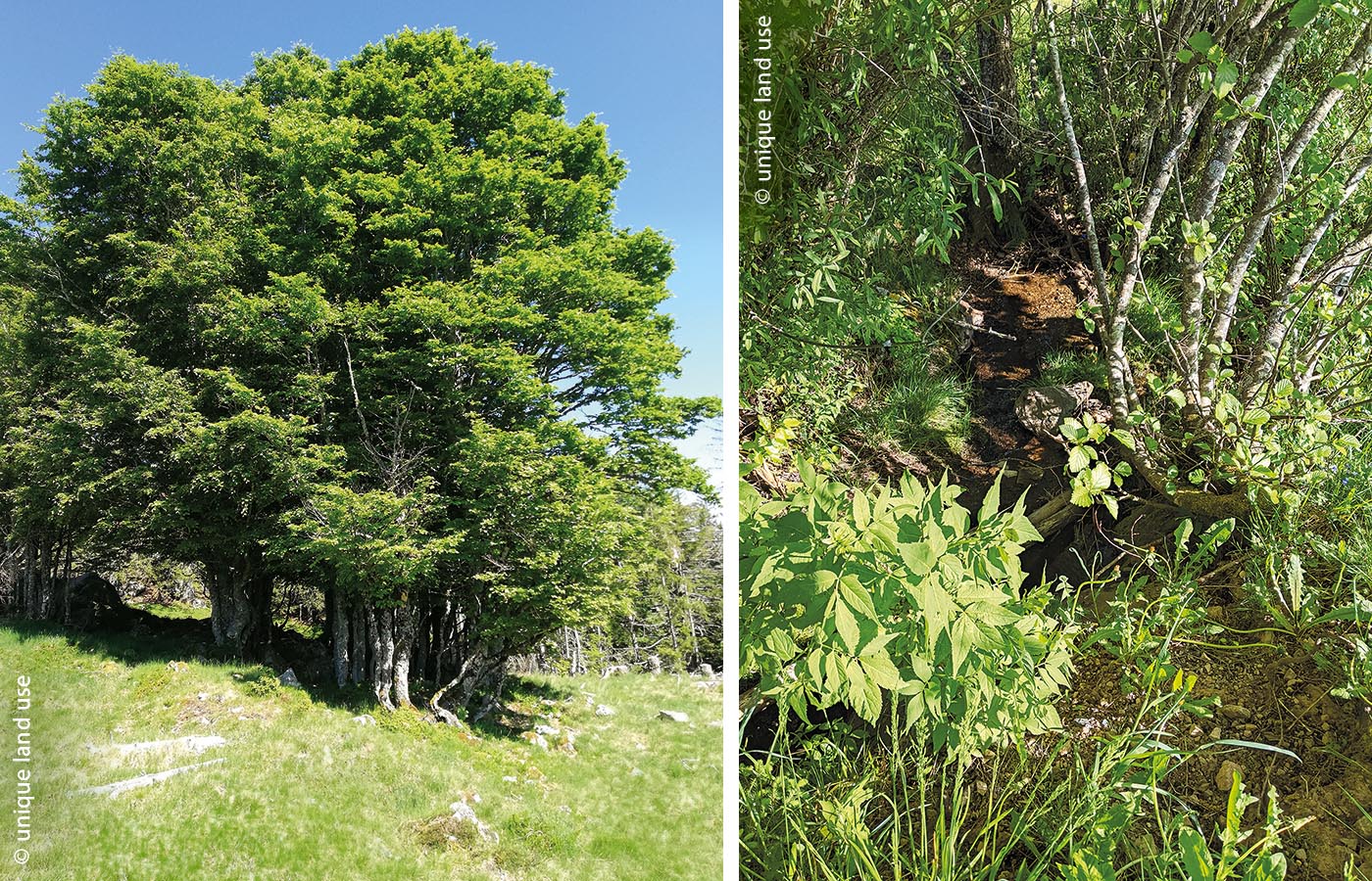 Eine Agroforst-Baumgruppe und Pflanzen mit vielen, starken Wurzeln an einem Bachlauf