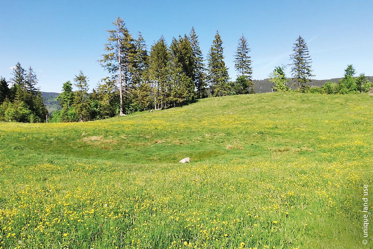 Landschaft mit Wiese: Versickerungsmulde (Retentionsmulde), die auf einer Bergmähwiese angelegt wurde.