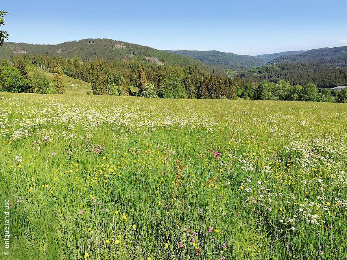 Landschaft mit Bergmähwiese im Südschwarzwald