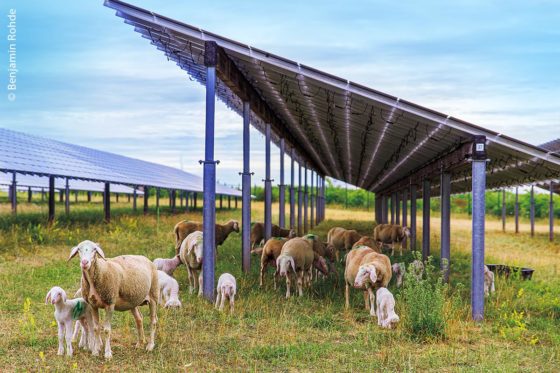 Schafe sorgen auf Solarparkflächen wie hier im bayerischen Schweinfurt dafür, dass die Module frei von Beschattung bleiben. Gleichzeitig bietet die PV-Anlage den Tieren einen sicheren Weideplatz.