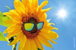 Im Zuge des Klimawandels hat die Zahl der Jahre mit überdurchschnittlich vielen Sonnenscheinstunden deutlich zugenommen. Damit steigt auch die UV-Strahlenbelastung jedes und jeder Einzelnen – und somit auch das Risiko für UV-bedingte Krankheiten von Haut und Augen.