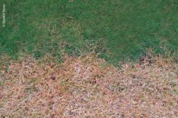 Wassersparende C4-Grasarten wie das Bermudagrass (unten) vergilben in Ruhezeiten (Winter), während die Grasmischung aus Deutschem Weidelgras und Wiesenrispe (oben) meist grün bleibt.