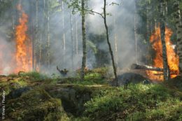 Waldbrände kommen immer wieder vor. Aber nur dann, wenn der Boden ausreichend Feuchtigkeit enthält, greift das Feuer nicht so stark um sich und kann besser bekämpft werden.