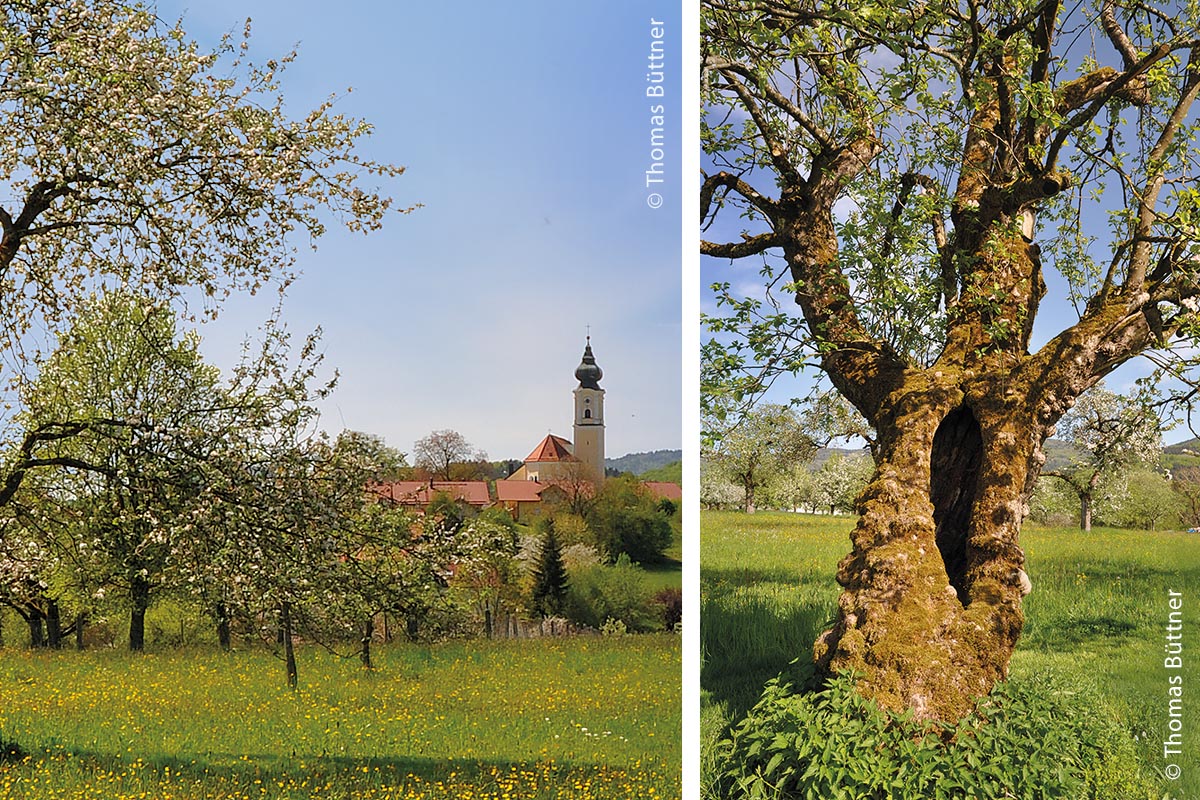 Streuobstwiese in Lalling: links mit Blick auf die Kirche, rechts ein einzelner Baum
