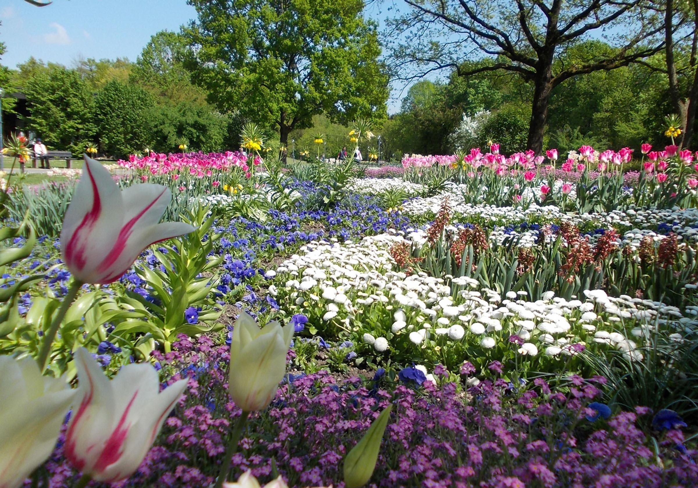 Üppig bepflanzte Blumenbeete mit unzählingen Frühlingsblumen
