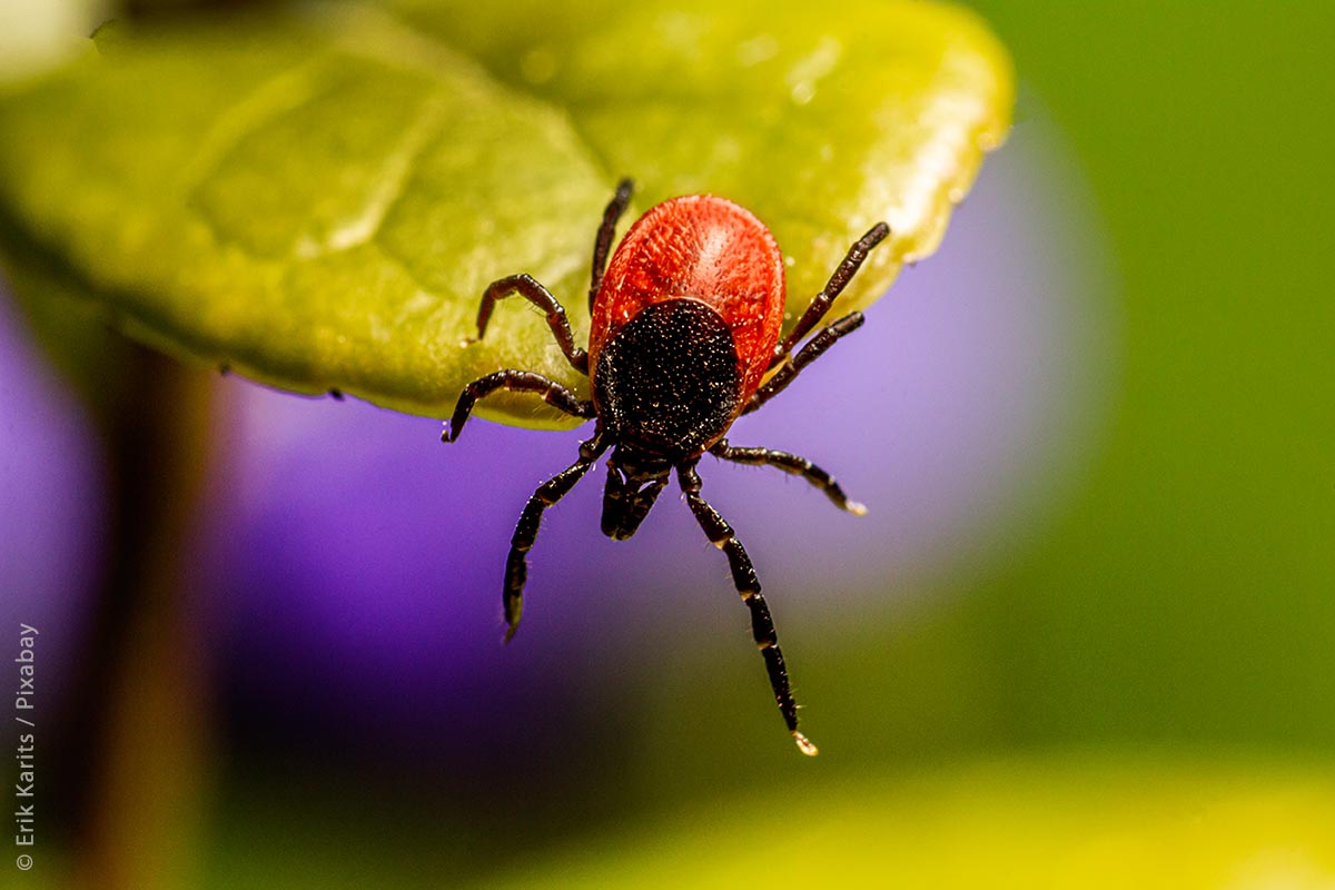 Mücken und Zecken übertragen eine Vielzahl von Krankheiten. Der Klimawandel erhöht das Risiko, sich durch Stiche zu infizieren, da die Vermehrung dieser Insekten temperaturabhängig ist.