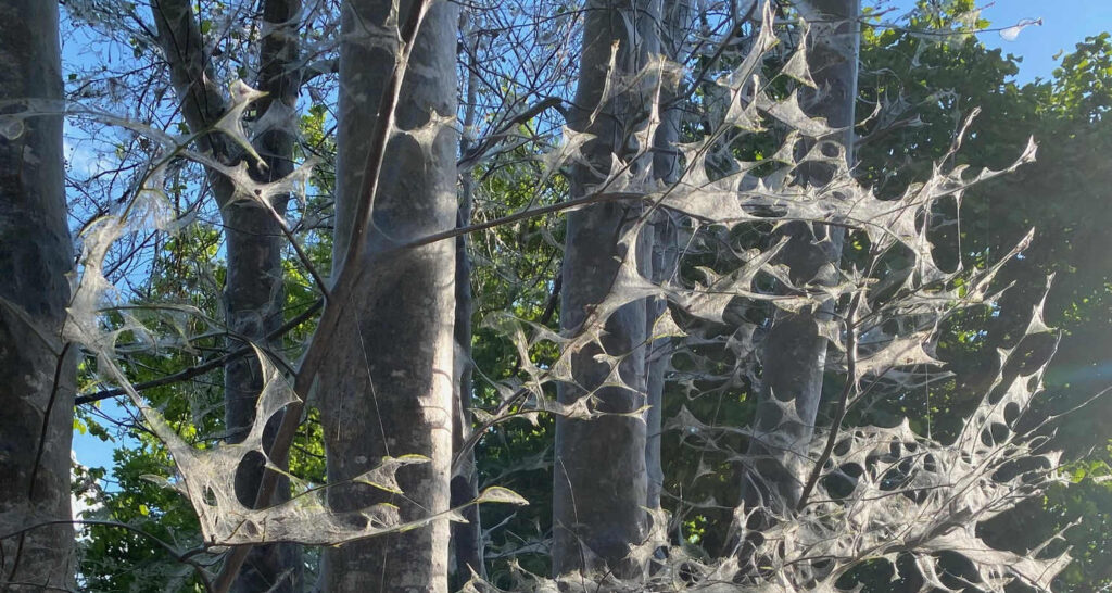 Verlassene Gespinste der Gespinstmotten auf einemTraubenkirschenbaum.