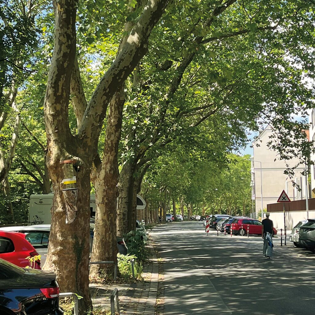 Platanenallee am Prinzregentenufer in Nürnberg
